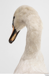 Mute swan head 0003.jpg